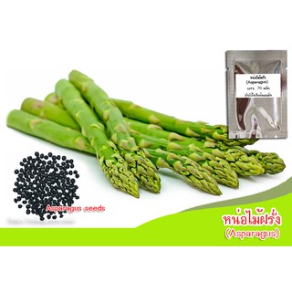 เมล็ดพันธุ์หน่อไม้ฝรั่งหน่อไม้ฝรั่ง (Asparagus) 50  เมล็ด หน่อไม้ฝรั่งมีรสชาติหวาน กรอบ เมล็ดหน่อไม้ฝรั่ง