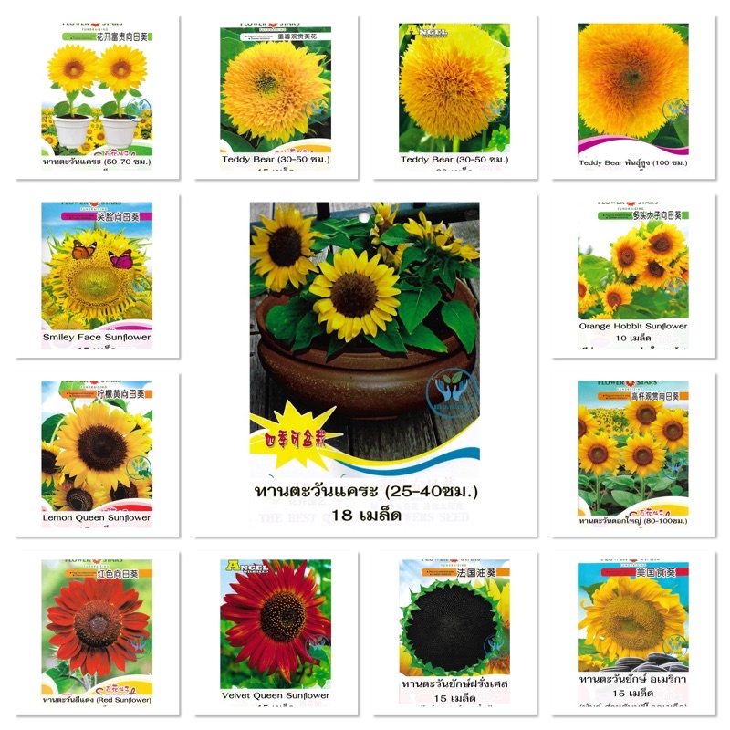 เมล็ดพันธุ์ ทานตะวัน Sun Flower มีให้เลือก 13 แบบค่ะ เช่น ทานตะวันแคระ ทานตะวันยักษ์ ทานตะวันแดง ทานตะวันแท็ดดี้แบร์