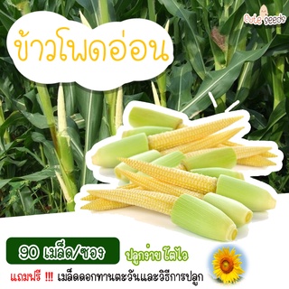 เมล็ดพันธุ์ข้าวโพดอ่อน 90 เมล็ด อัตราการงอก95% ปลูกง่าย โตไว(แถมฟรี เมล็ดผักทุกออเดอร์)