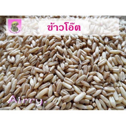 ข้าวโอ๊ต ธัญพืช สำหรับนก และ สัตว์เลี้ยง