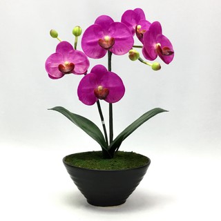 OrientalFineArt  ดอกกล้วยไม้ phalaenopsis จัดในกระถางเซรามิค สำหรับประดับตกแต่งเพื่อความสวยงาม(AM-13-B F17)