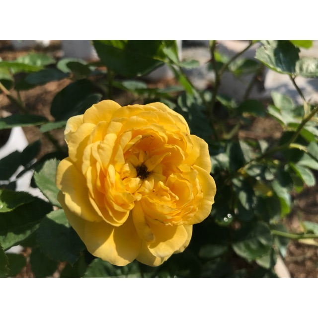 อันดับหนึ่ง 99+ ภาพพื้นหลัง กุหลาบเยลโล่มายเลิฟ คมชัด