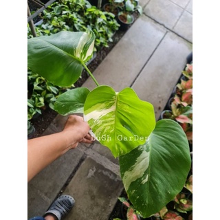 Monstera Albo. ฟอร์มสวย 🥳