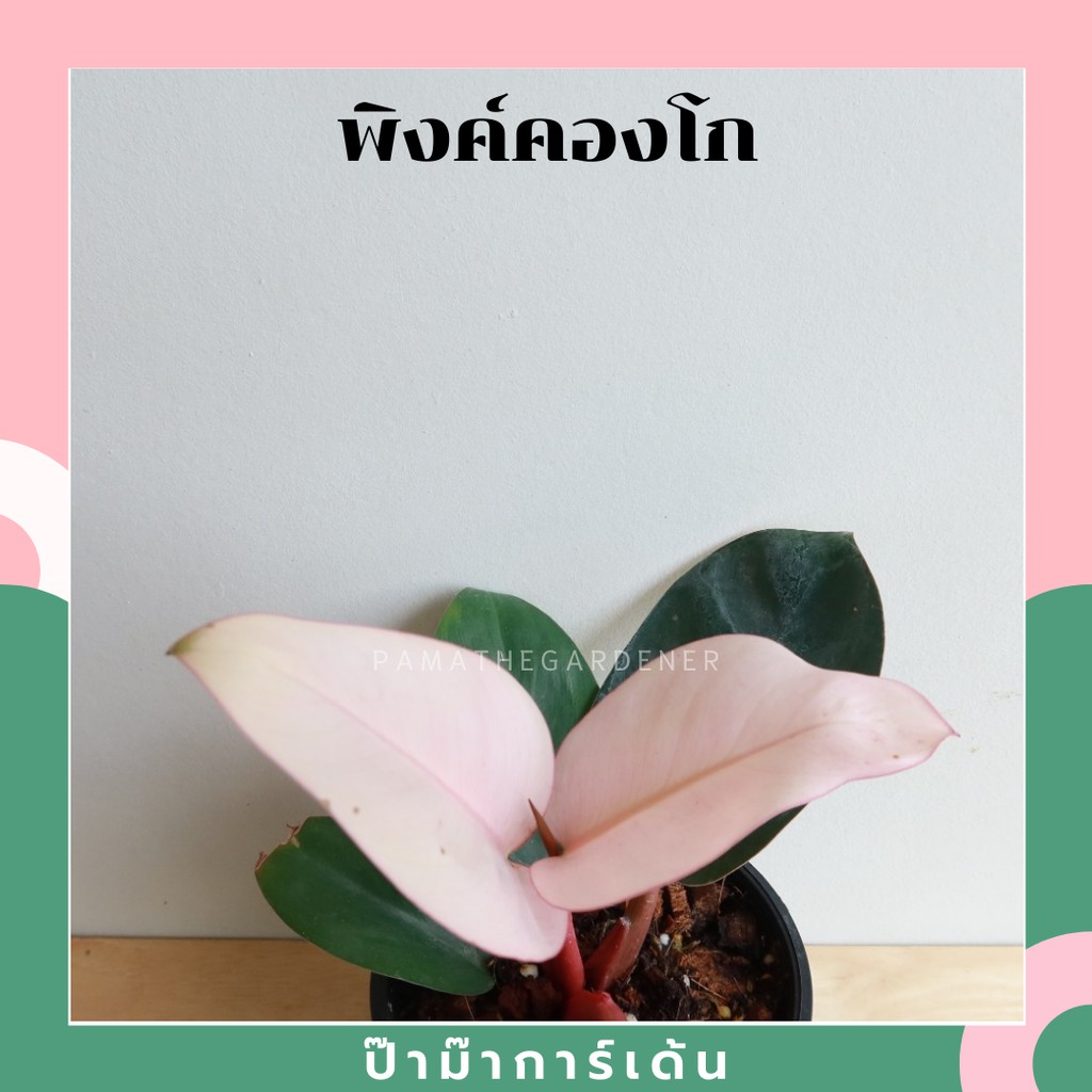 มุมมอง 2