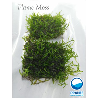 มอส Flame Moss (เฟรมมอส) พันตะแกรงสแตนเลส