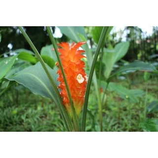 ต้นพันธุ์ ดอกกระเจียว สีส้ม ขายเป็นหัวๆ พร้อมปลูกในถุงดำ 39 บาท