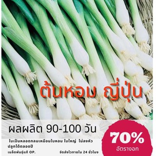 เมล็ดพันธุ์ ต้นหอมญี่ปุ่น 200 เมล็ด Bunching Onion ต้นหอม (ซื้อ 10 แถม 1 คละอย่างได้)