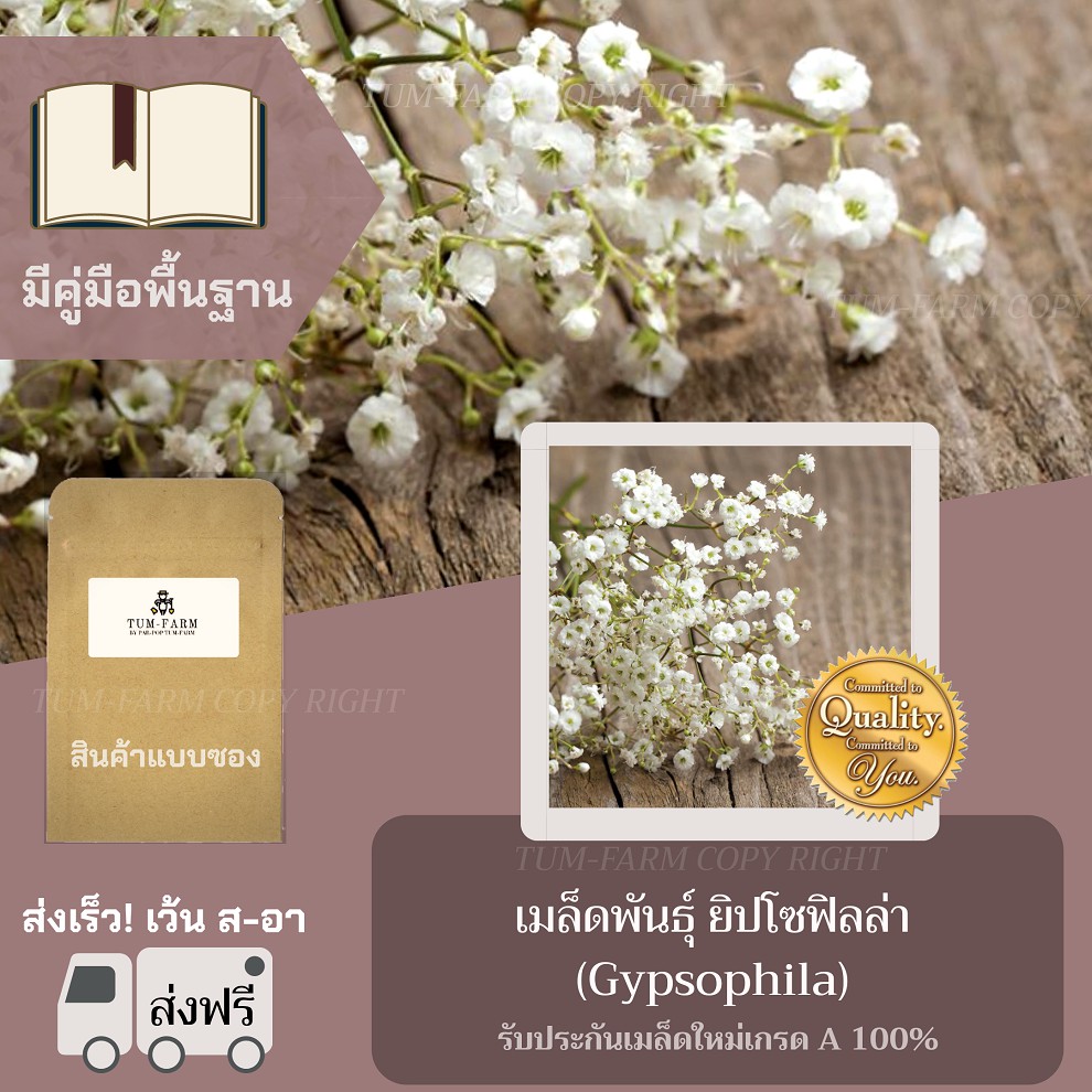 เมล็ด ยิปโซฟิลล่า คุณภาพ 700-800 เมล็ด เมล็ดพันธุ์ ดอกไม้ ...