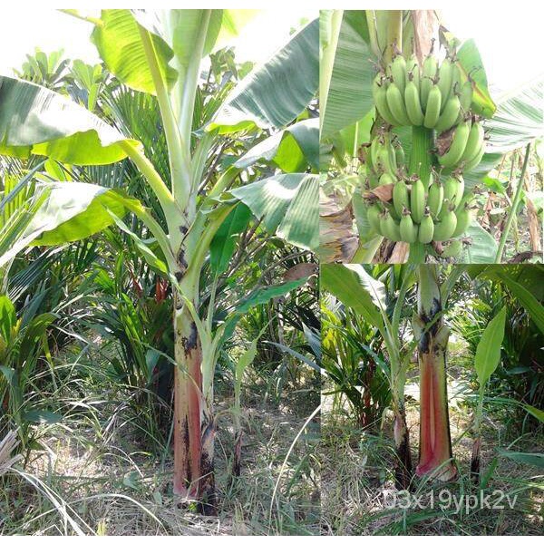 เมล็ดพืชคุณภาพสูง พันธุ์ กล้วยหอมกะเหรี่ยง หน่อต้น กล้วย หน่อกล้วย พร้อมปลูกลงดินได้เลย จัดส่งพร้อมถุง 6 นิ้ว ลำต้นสูง 3