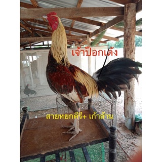 ไข่เชื้อไก่ชนพม่าง่อนแม่นคม พ่อพันธุ์ตามคลิปที่ลง สายเลือดเงินล้าน หนึ่งชุดมีไข่ 3 ฟอง ไข่สดเก็บทุกวัน