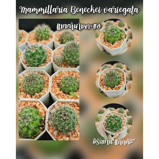 Mammillaria Beneckei variegata แมมหนามตะขอ