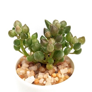 【Ready stock】Succulents Dajin Shangzhu กลุ่มหลายหัวกระถางระเบิดชุดรวมดอกไม้พืชสีเขียวกระถางต้นไม้ป้องกันรังสี EGW6