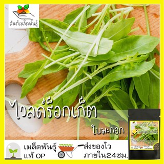 เมล็ดพันธุ์ ไวลด์ร็อกเก็ต ใบมะกอก 300 เมล็ด Olive Leaf Wild Rocket seed เมล็ดพันธุ์แท้ นำเข้าจากต่างประเทศ ปลูกผัก โตไว