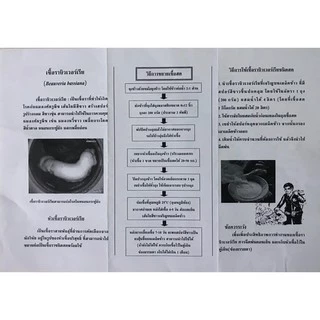 หัวเชื้อราบิวเวอร์เรีย 30กรัม (ผลิตเชื้อสดได้ 20-50 kg) มีคู่มือวิธีขยายเชื้อให้