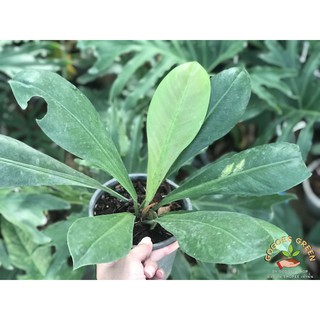 Philodendron Wendlandii ฟิโลเดนดรอน ไม้โตช้า ก้านใบไม่อวบน้ำ เหมาะสำหรับนักสะสม เป็นไม้ฟอกอากาศตัวยง