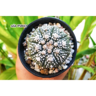 แคคตัส แอสโตรไฟตั้ม แอสทีเรียส ซุปเปอร์คาบูโตะ (Astrophytum asterias superkabuto)