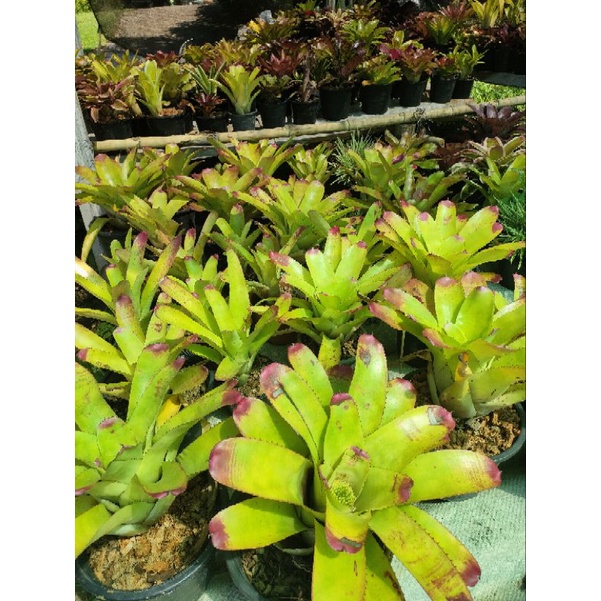 สับปะรดสีนีโอซันคิงไม้แดดสวยๆ - รูปที่ 4