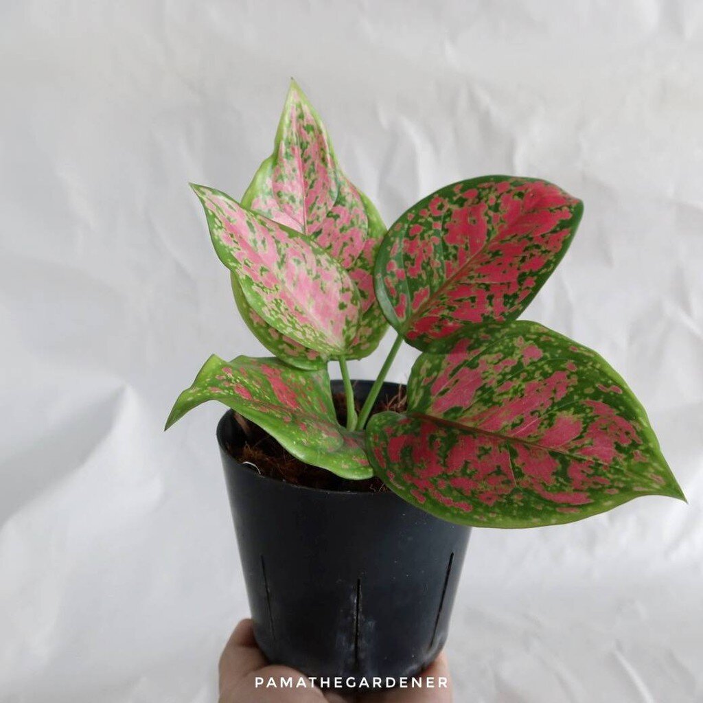 ต้นอัญมณีกระถาง 4 นิ้ว ไม้ปั่นตา ฟอร์มสวย