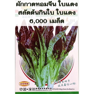 เมล็ด ผักกาดหอมใบแดง / สลัดต้นกินใบใบแดง celtuce 6,000 เมล็ด โอซุ่น