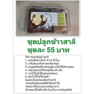 ชุดปลูกต้นอ่อนข้าวสาลี 250g