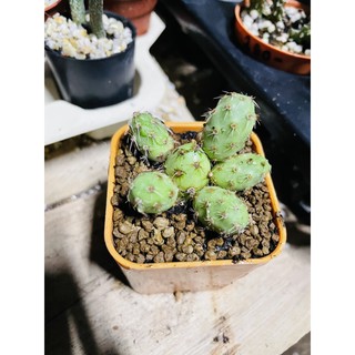 Opuntia  longispin🌵🌵