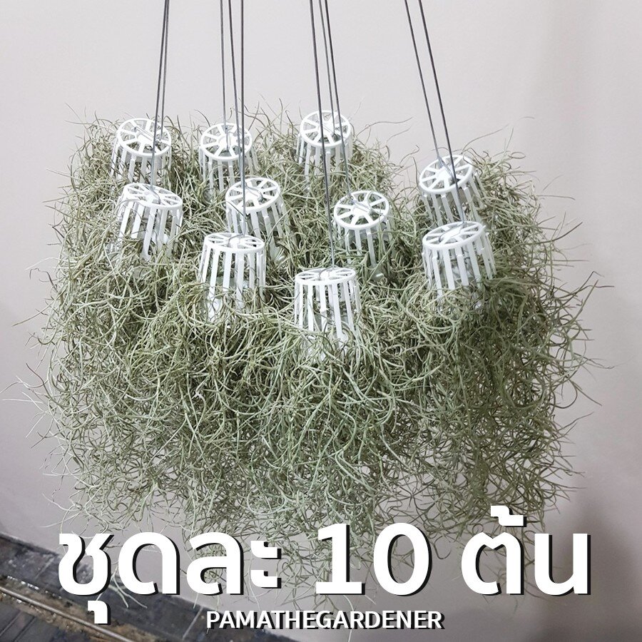 ต้นเคราฤาษีในกระถางพลาสติก เป็นชุด 10 ต้น