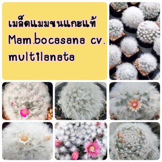 ❗ซื้อ3 ลด4%❗ เมล็ด แมมขนแกะแท้ 70เมล็ด คละขน คละดอก มีหนาม ไร้หนาม (Mam. bocasana cv. multilanata)