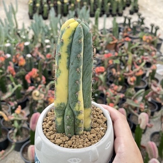 Trichocactus Pachanoi Variegated พาชานอยด่าง ตัดสด