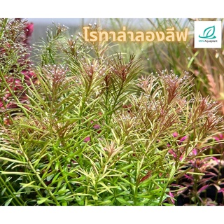 Rotala long leaf โรทาล่าลองลีฟ : ไม้ข้อพุ่มฝอย สำหรับปลูกหลังตู้