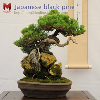 พันธุ์สนดำญี่ปุ่น japan black pine แดนไกล (20เมล็ด)