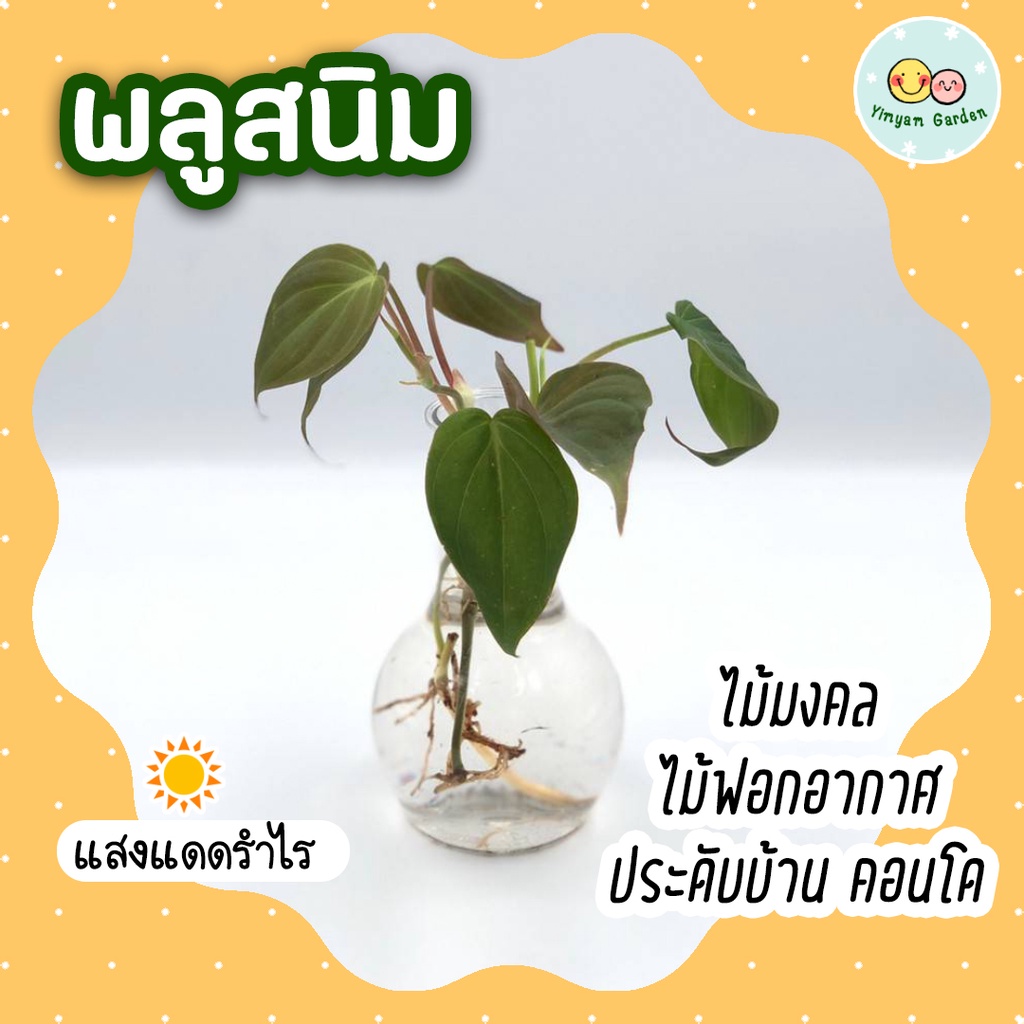 ❤ โปร 5.5 ❤ (3 กิ่งลด 5.-) พลูสนิม (ขายเป็นกิ่ง) ไม้มงคล ต้นไม้ปลูกน้ำ ต้นไม้เลี้ยงในน้ำ เลี้ยงง่าย ไม้ฟอกอากาศ ไม้ใน
