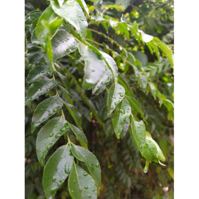 KOJA GREETING LEAVES/ CURRY LEAVES (10 ก้าน) สูตรปรุงอาหาร