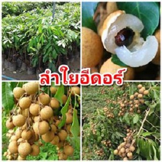 ลำไยอีดอร์ ลูกใหญ่ ผลดก หวาน ต้นพันธุ์ตอนกิ่งสูง 40-50 ซม.แข็งแรงพร้อมปลูก