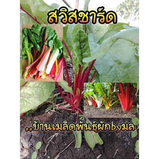 เมล็ดพันธุ์สวิสชาร์ด (Swiss Chard)