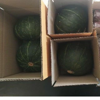 โครงการหลวง ฟักทองญี่ปุ่น 🎃 japanese pumkin