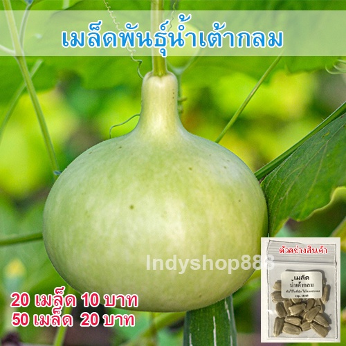 เมล็ดพันธุ์ น้ำเต้ากลม คัดพิเศษ อัตรางอกดี เมล็ดแข็งแรง 4-10 เมล็ด [10 แถม 1 คละได้]