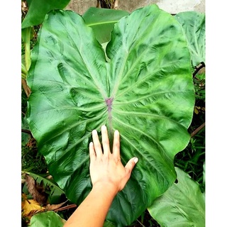 ☘️บอนฮิโลเบย์☘️#colocasia hilo bay