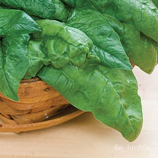 Spinach Seeds - Bloomsdale (Heirloom) Seeds - Leafy Vegetable Seedsเมล็ด/พาสต้า/เด็ก/ดอกทานตะวัน/คื่นฉ่าย/สวน/กุหลาบ/บ้า