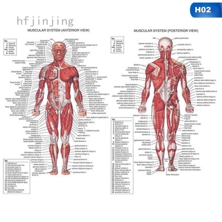 Hfjinjing Hfjinjing Retro โปสเตอร์โปสเตอร์อนาโตมี่เพื่อการศึกษา