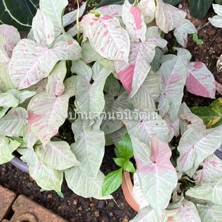 syngonium milk confetti / pink spot (ซิงโกเนียม มิลคอนเฟตติ)