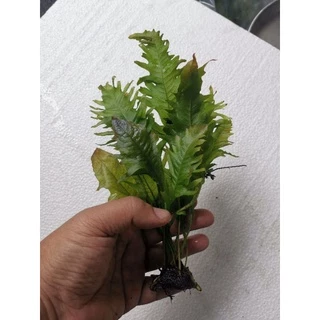 เฟรินรากดำต้นไม้น้ำ( Java fern )หลายชนิด Microsorium ต้นไม้ตกเเต่งตุ้ปลากรุณา อ่านรายละเอียกก่อนสั่ง