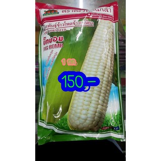 เมล็ดข้าวโพด ข้าวเหนียว 1 กก. 150 บาท พร้อมส่ง🪴🪴บิ้กบอม🌽🌽