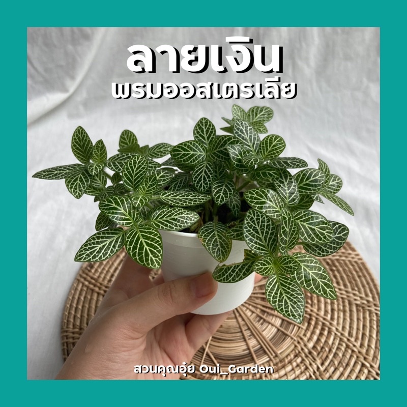 ต้นลายเงิน ต้นพรมออสเตรเลีย ต้นไม้มงคลจิ๋ว กระถาง3นิ้วและ6นิ้ว – โปรปัง