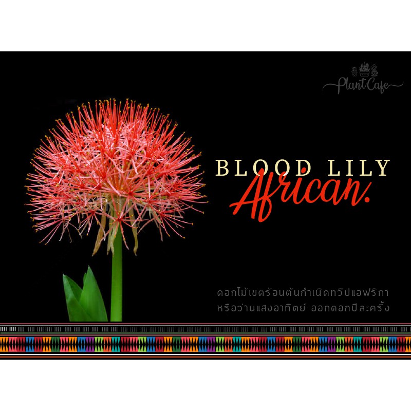 blood lily ,ว่านเรียกทรัพย์, ว่านกุมาร,ฟอกอากาศ ดอกสีแดงพุ่มสวย