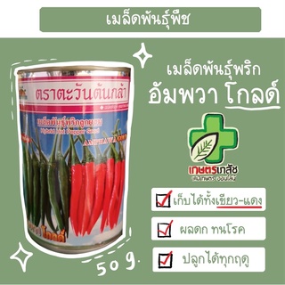 เมล็ดพันธุ์พริกฮอท อัมพวา โกลด์ 50กรัม