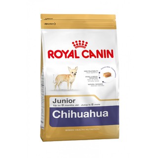 BHN Chihuahua junior 1.5 kg. ลูกสุนัขสายพันธ์ชิวาวา