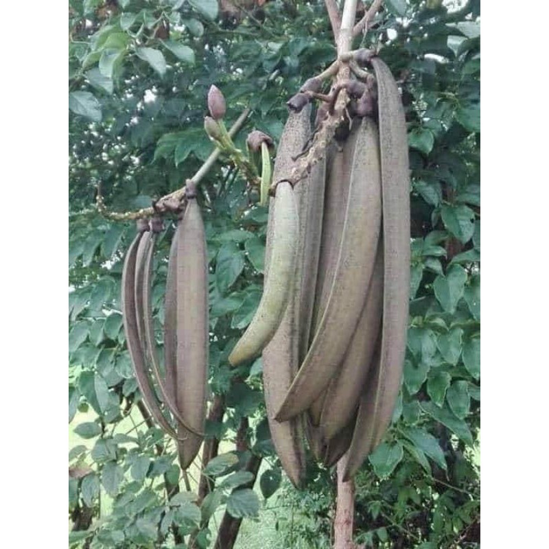 ต้นลิ้นฟ้าเตี้ย( เพกาเตี้ยแท้💯%) แบบชำราก ต้นแข็งแรงพร้อมปลูกแร้วคับ - รูปที่ 2