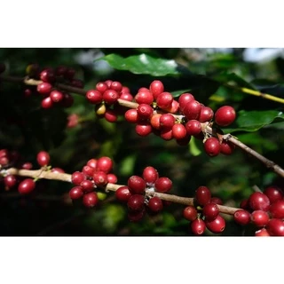 PK เมล็ดกาแฟคั่ว Full City+ Roast ขนาด 500g. คั่วกลางค่อนเข้ม + ส่งไว คั่วใหม่