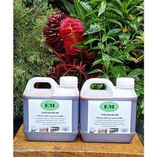 EM หัวเชื้อจุลินทรีย์อีเอ็ม ขนาด1ลิตรX2แกลลอนสูตรเข้มข้นแก้ปัญหาส้วมอืดดับกลิ่นเหม็นช่วยย่อยสลายคราบไขมันในบ่อบำบัด