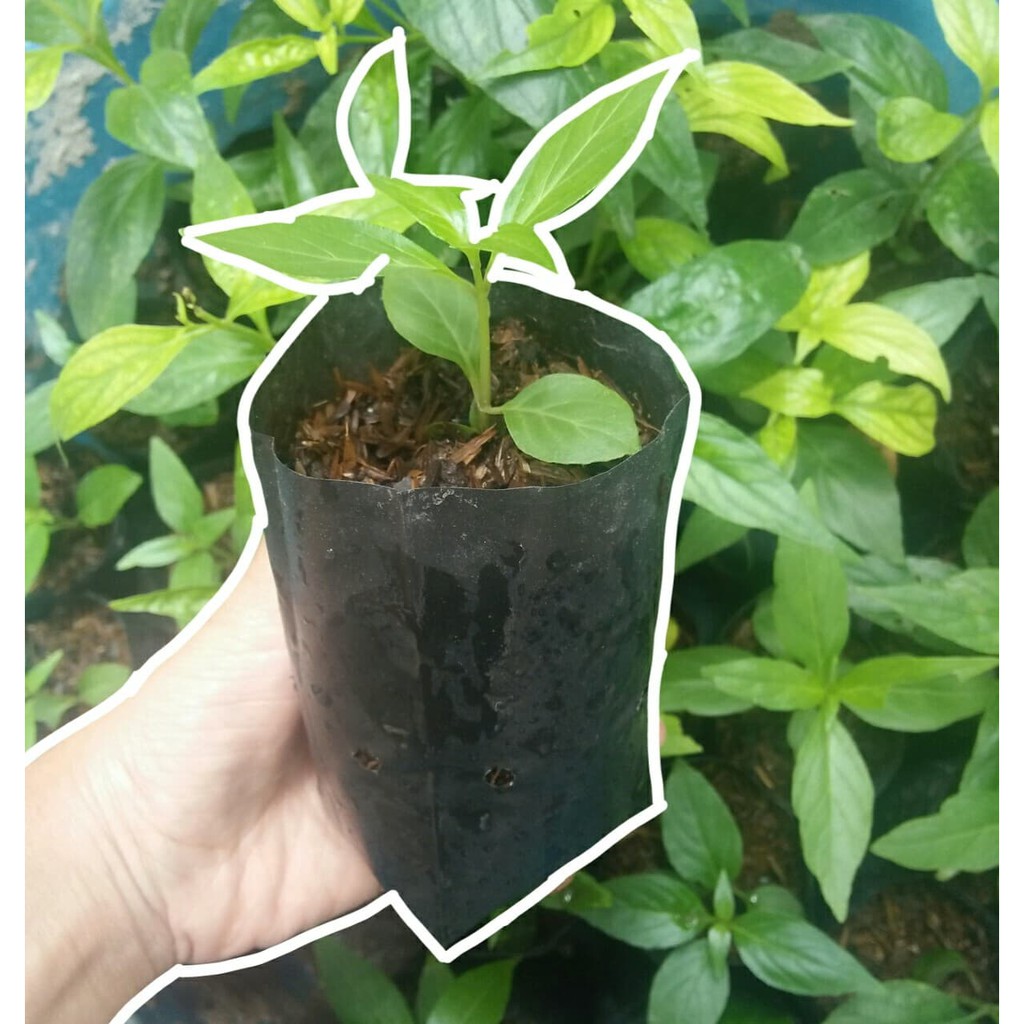 ต้นฟ้าทะลายโจรพร้อมปลูก